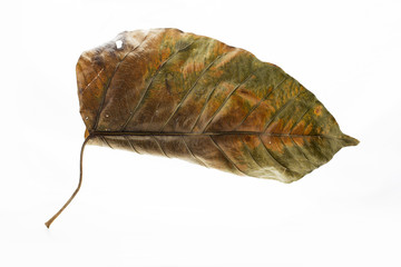 Aging leafe skin