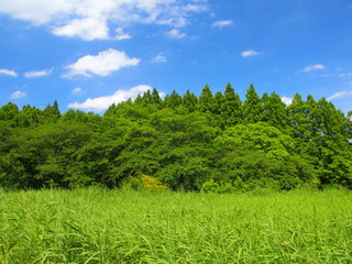初夏の葭原と林風景