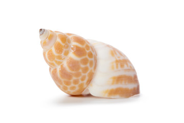 Seashell isolated on white background