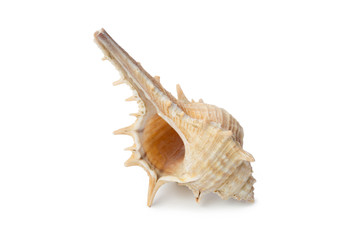 Seashell isolated on white background