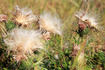 Blooming thistle with fluffy florets. Nature abstraction.