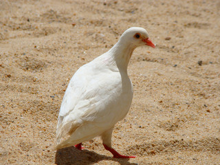 white pigeon