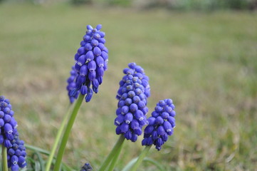 Blaue Blume (Kleine Traubenhyazinthe)