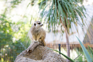 Meerkat watching over the group