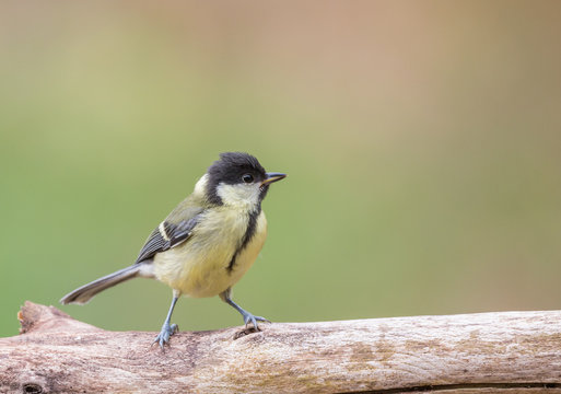 M&eacute;sange charbonni&egrave;re