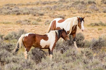 Fototapeta na wymiar Wild Mustang pair