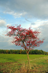 weissdorn