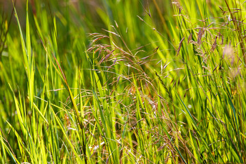 background green and dry grass in a wild field