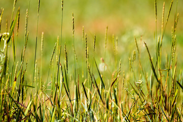 green background wild field with spikelets