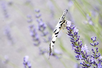 Primo piano del macaone ,bella farfalla ,ferma sul fiore della lavanda
