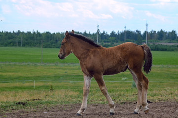 Obraz premium The foal is grazing in a meadow