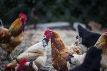 Portrait of a hen in a fence on a farm, among other chickens and roosters