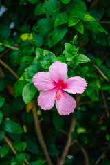 Hibiscus