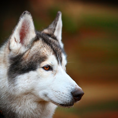 husky dog closeup portrait