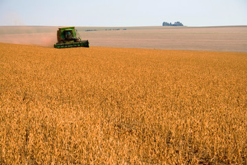 Obraz premium COLHEITA DE SOJA