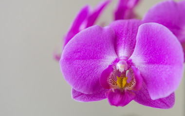 Orchidee Nahaufnahme