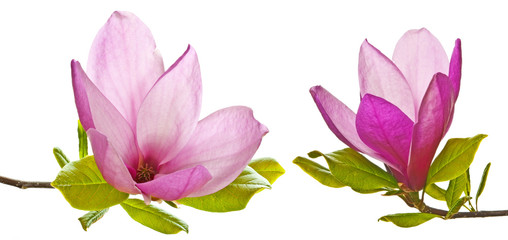 pink magnolia flowers on a white background - obrazy, fototapety, plakaty