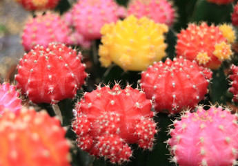 Closed up Bunch of Vibrant Pink, Yellow, Red Color Mini Cactus Plants, for Background and Texture with Selective Focus