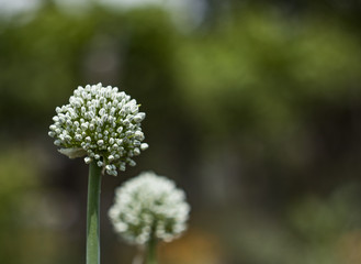 Closeup of white onions flowers on summer field. Agricultural background