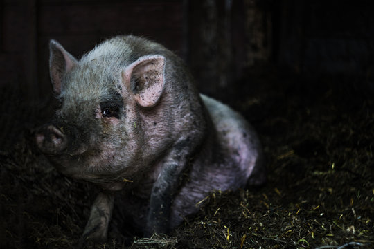 Pink Vietnamese pig resting lying on a straw on a farm