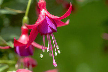 Closeup of fuchsia flower pink and purple hanging