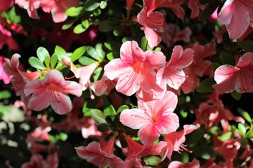 Light and shade of white trimmed azaleas 