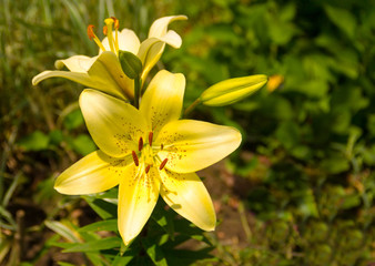 Open flower of yellow color in sunlight tiger lily close-up