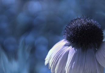 A white-blue flower on a blue blurred bokeh background. Close-up. Floral background. Soft focus. Nature.
