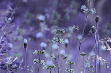 Floral  purple-blue background. Violet wildflowers on a  bokeh background. Close-up.  Soft focus    Nature.