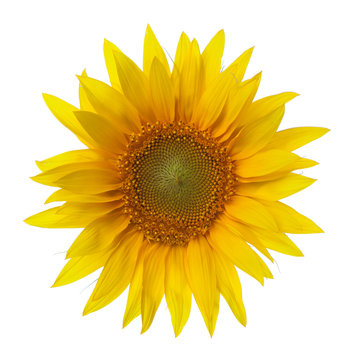 Sunflower  isolated on a white background