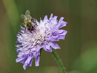 Bee