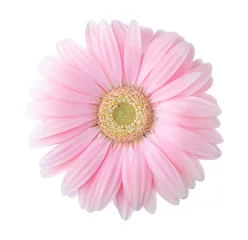 Papier Peint photo autocollant Gerbera Fleur de gerbera rose clair isolé sur fond blanc.