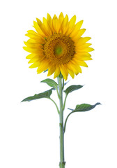 Sunflower isolated on a white background. studio shot