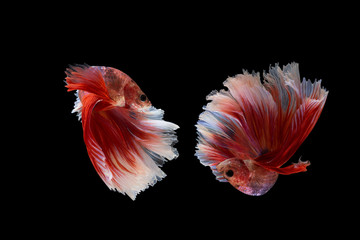 Red betta fish, fighting fish, Siamese fighting fish on black background