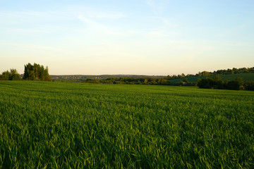 Fototapeta premium Field