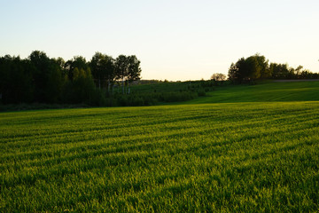 Field