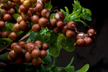 fake flowers with lots of color for artistic use