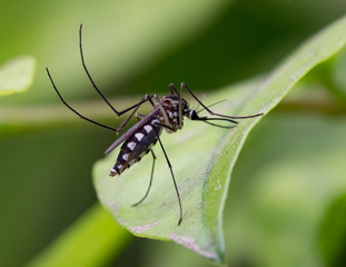 Aedes aegypti Mosquito. Close up a Mosquito Mosquito on leaf,Mosquito Vector-borne diseases,Chikungunya.Dengue fever.Rift Valley fever.Yellow fever.Zika virus.
