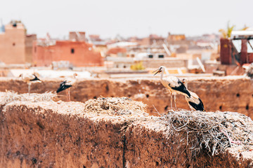 couple of stork at marrakech roofs, morocco
