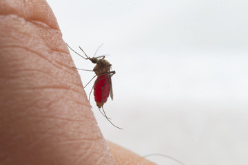 Aedes aegypti Mosquito. Close up a Mosquito sucking human blood