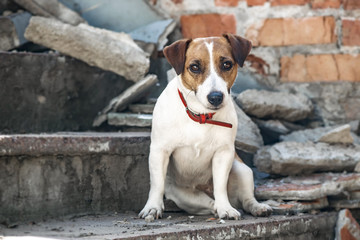 A dog Jack Russell Terrier sitting on the gray concrete steps of destroyed building. Old brick wall background