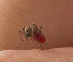 Aedes aegypti Mosquito. Close up a Mosquito sucking human blood