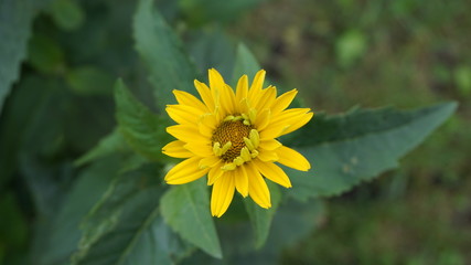 yellow flower