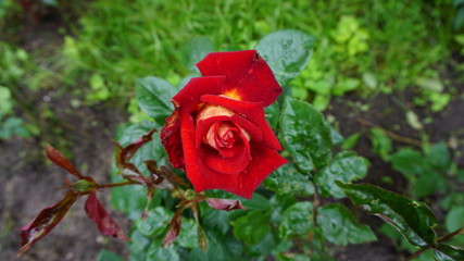 red rose
