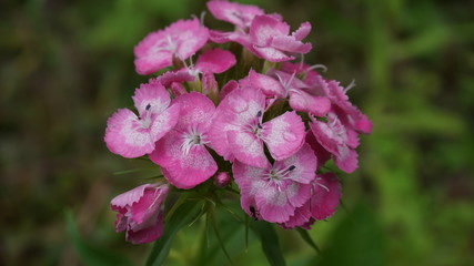 pink flower