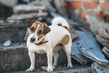 A dog Jack Russell Terrier standing on the steps of destroyed building. Old brick wall background