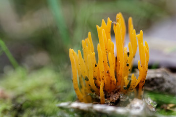 Klebriger Hörnling (Calocera viscosa)