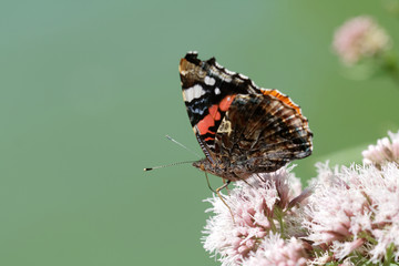 Admiral (Vanessa atalanta)