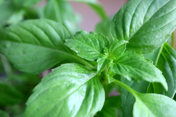 Vibrant Green Thai Basil Plant in the Morning Light, Closed up with Selective Focus 