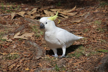 Kakadu